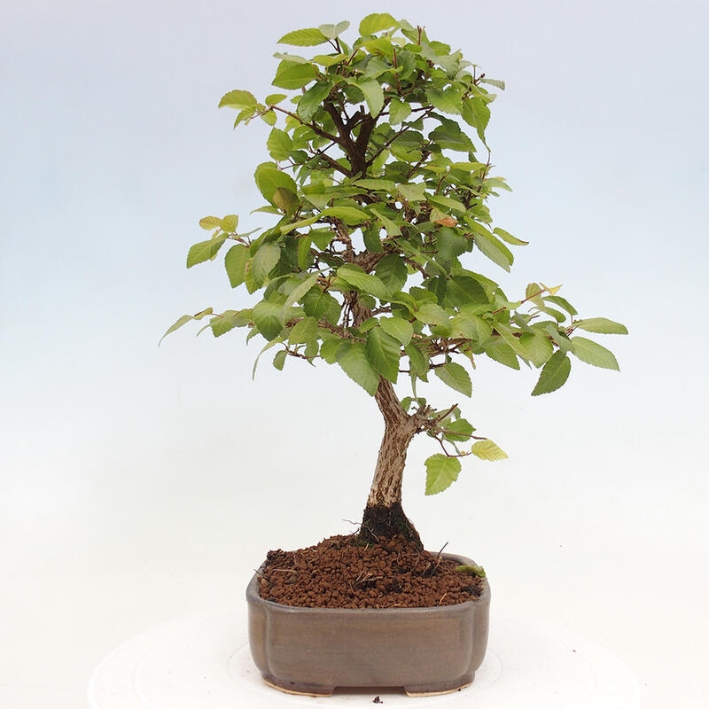 Bonsai da esterno -Carpinus CARPINOIDES - Carpino coreano