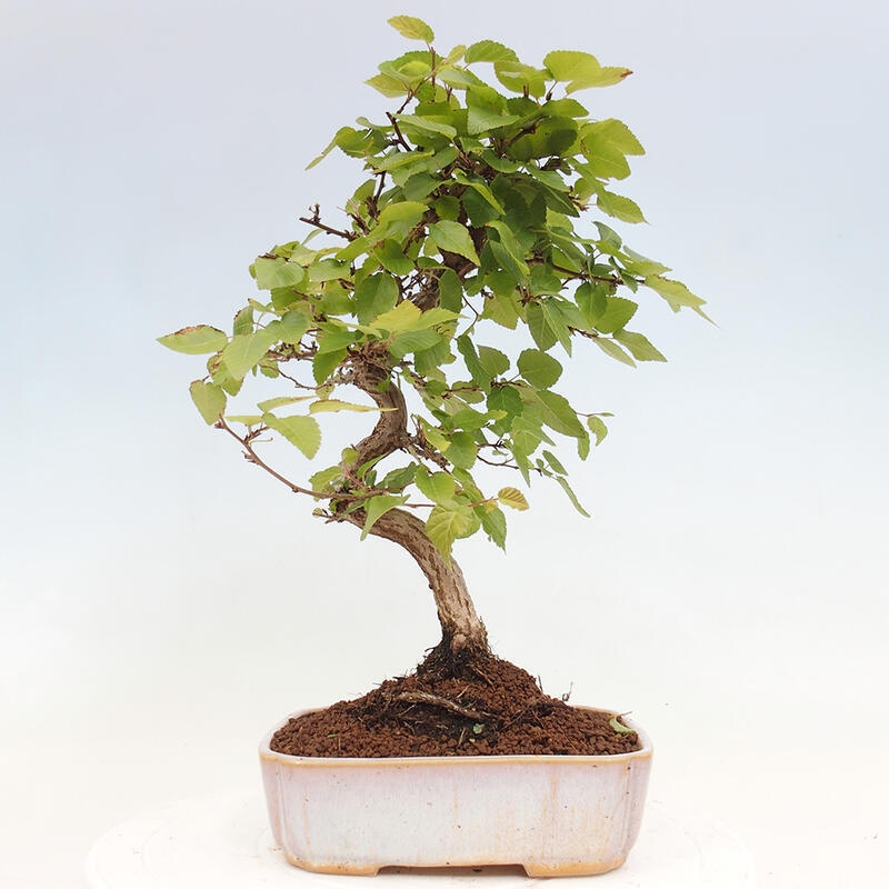 Bonsai da esterno -Carpinus CARPINOIDES - Carpino coreano