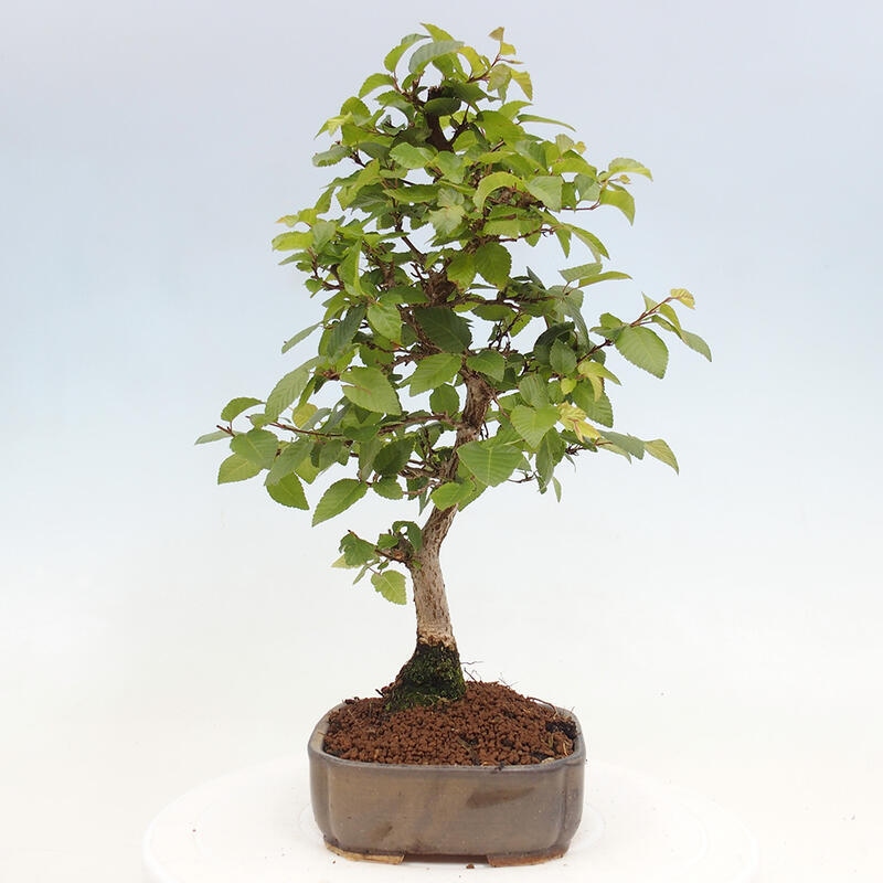 Bonsai da esterno -Carpinus CARPINOIDES - Carpino coreano