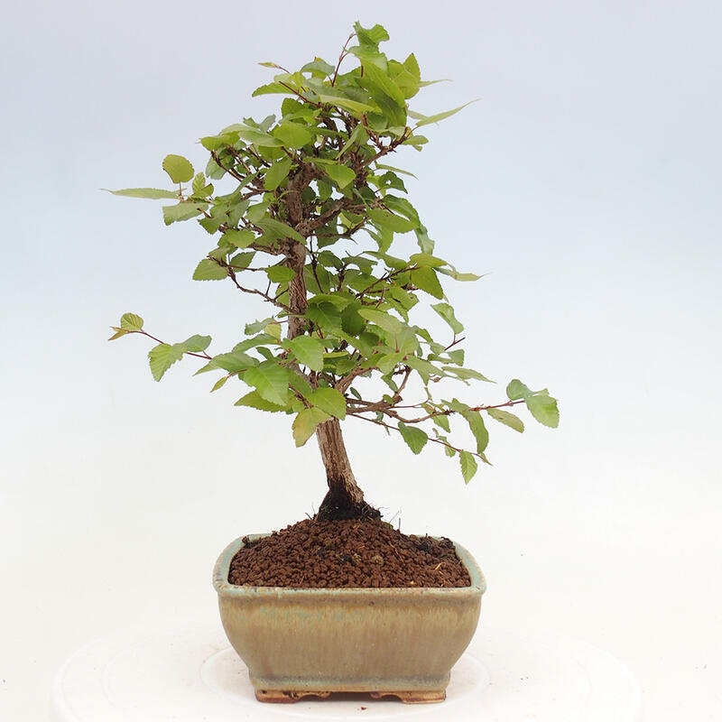 Bonsai da esterno -Carpinus CARPINOIDES - Carpino coreano