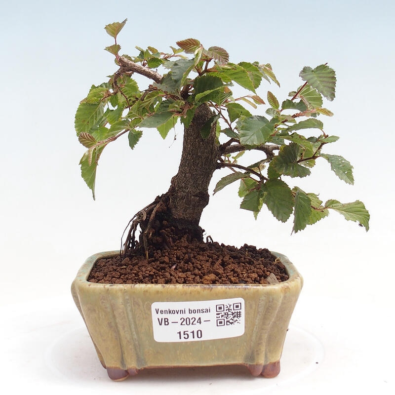 Bonsai da esterno -Carpinus CARPINOIDES - Carpino coreano