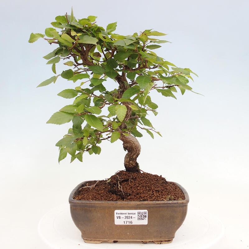 Bonsai da esterno -Carpinus CARPINOIDES - Carpino coreano