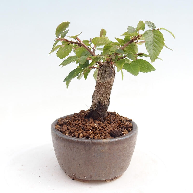 Bonsai da esterno -Carpinus CARPINOIDES - Carpino coreano