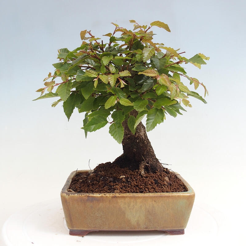 Bonsai da esterno -Carpinus CARPINOIDES - Carpino coreano