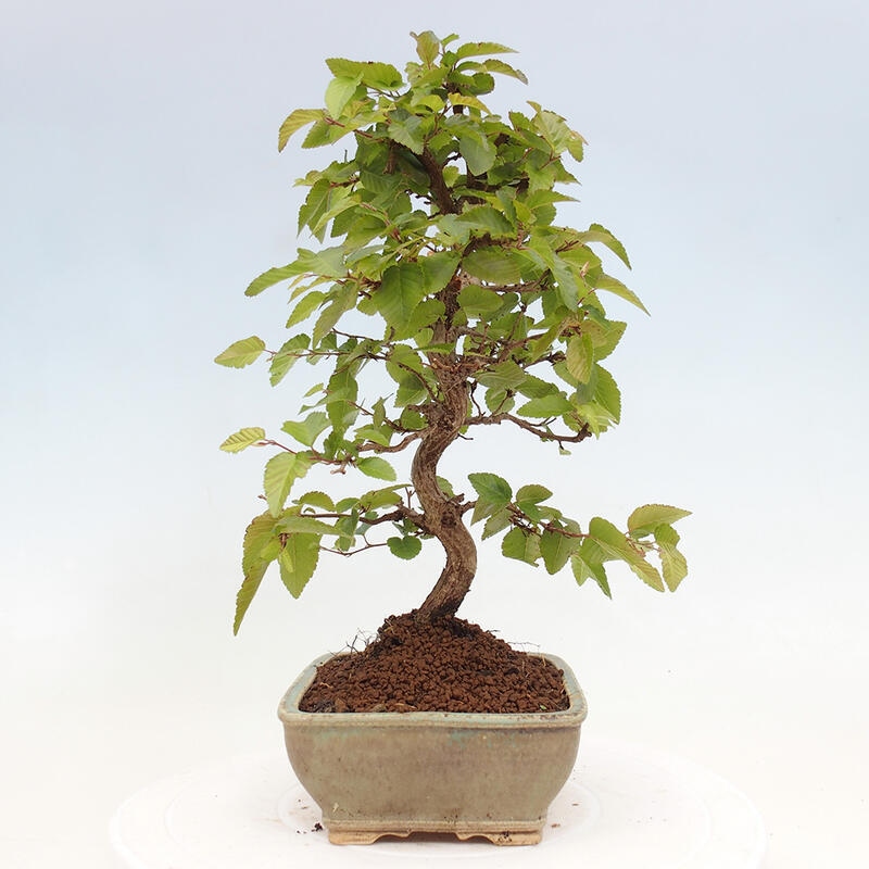 Bonsai da esterno -Carpinus CARPINOIDES - Carpino coreano