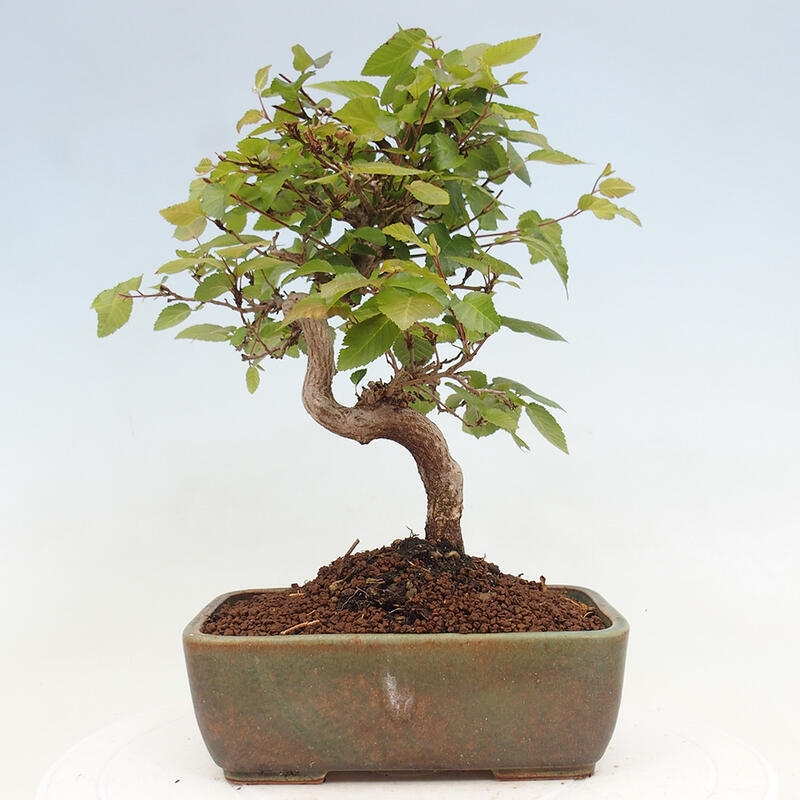 Bonsai da esterno -Carpinus CARPINOIDES - Carpino coreano