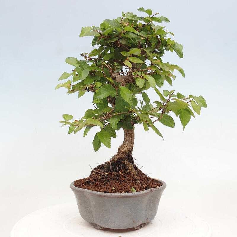 Bonsai da esterno -Carpinus CARPINOIDES - Carpino coreano