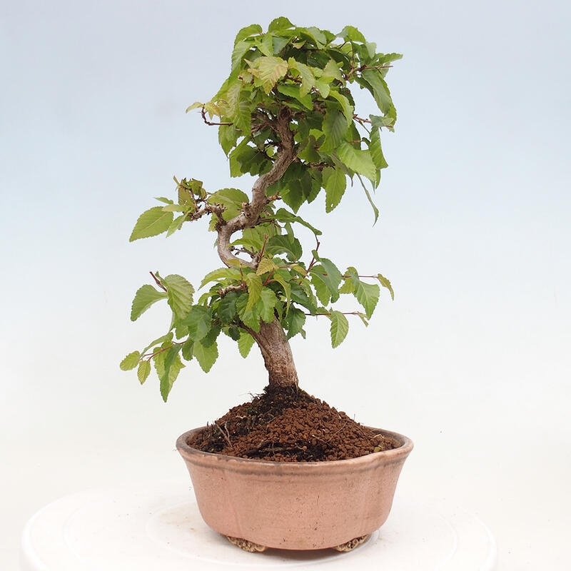 Bonsai da esterno -Carpinus CARPINOIDES - Carpino coreano