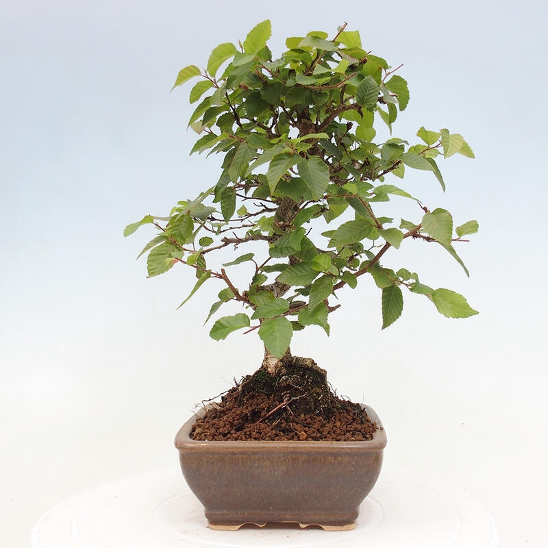 Bonsai da esterno -Carpinus CARPINOIDES - Carpino coreano