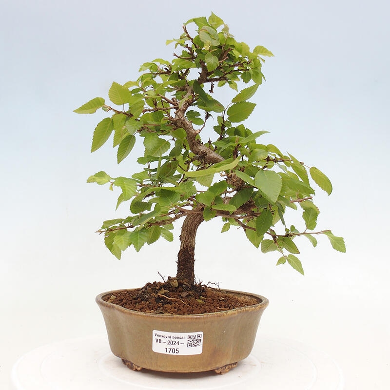 Bonsai da esterno -Carpinus CARPINOIDES - Carpino coreano