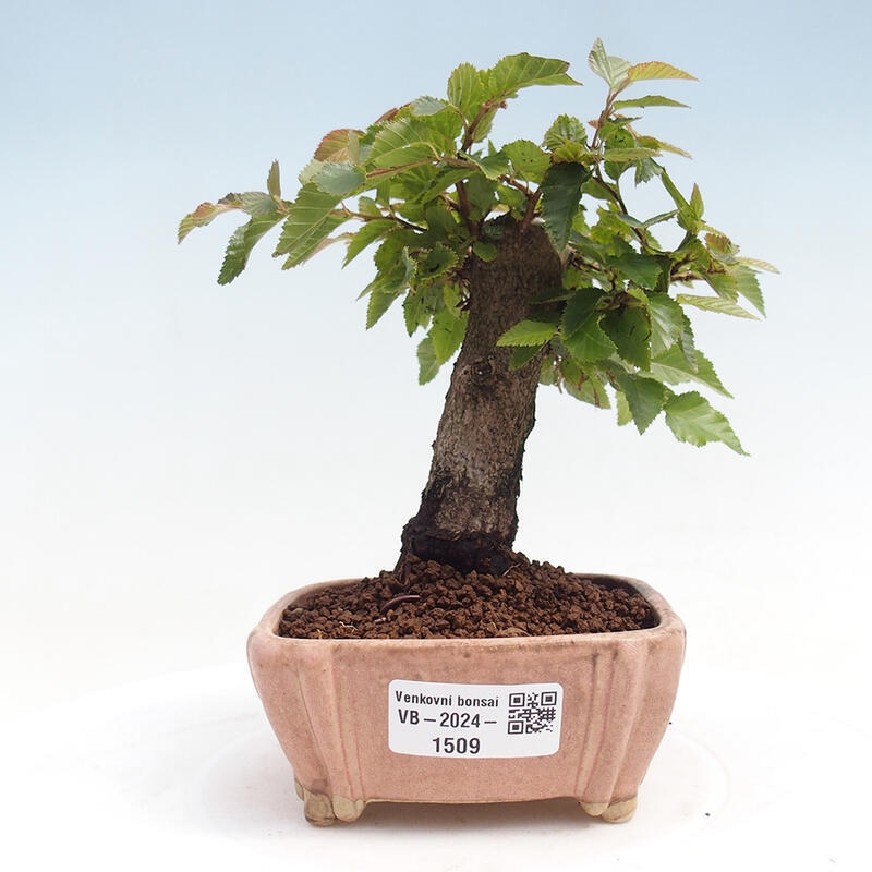Bonsai da esterno -Carpinus CARPINOIDES - Carpino coreano