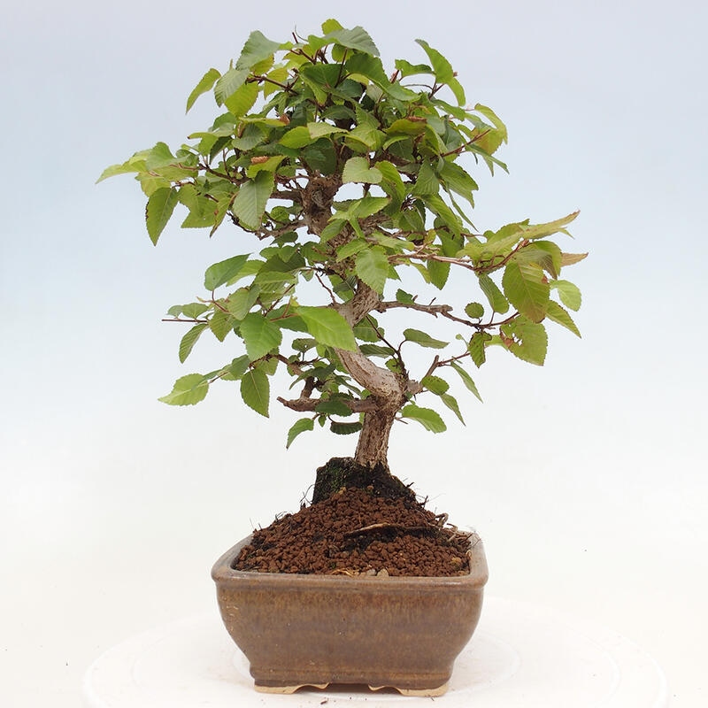 Bonsai da esterno -Carpinus CARPINOIDES - Carpino coreano