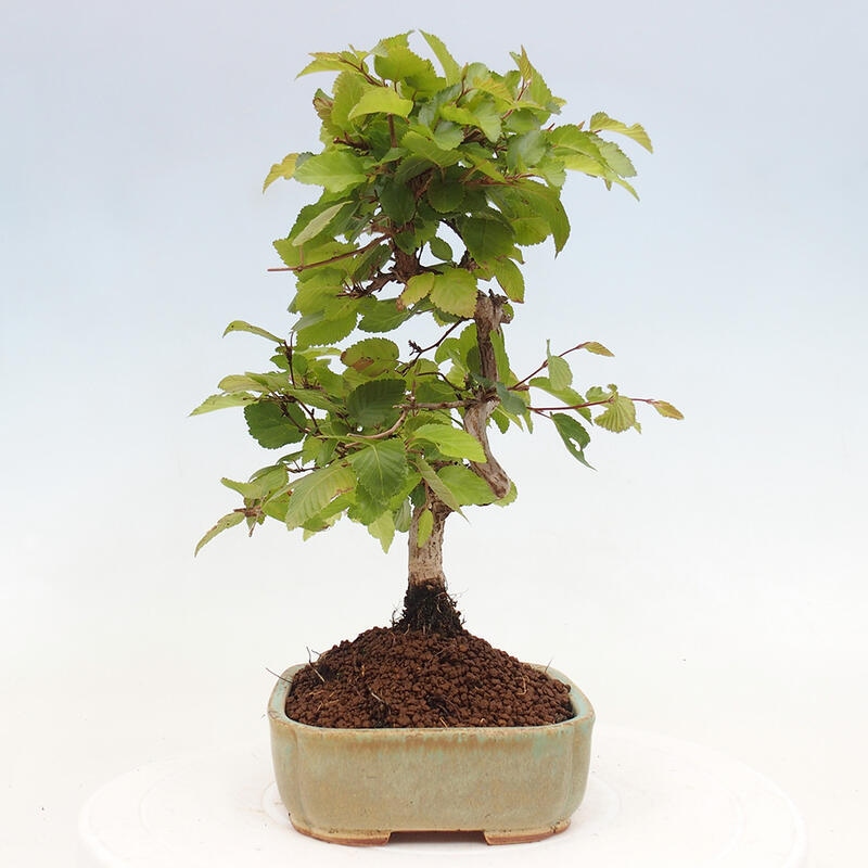 Bonsai da esterno -Carpinus CARPINOIDES - Carpino coreano