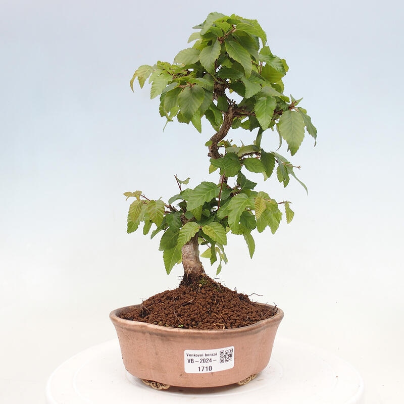 Bonsai da esterno -Carpinus CARPINOIDES - Carpino coreano