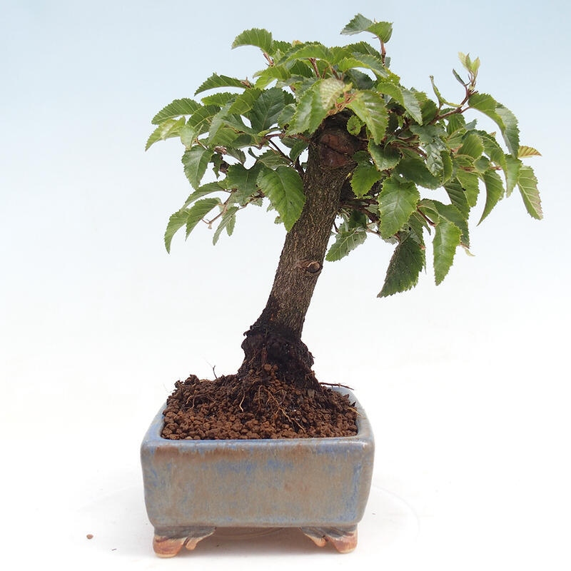 Bonsai da esterno -Carpinus CARPINOIDES - Carpino coreano