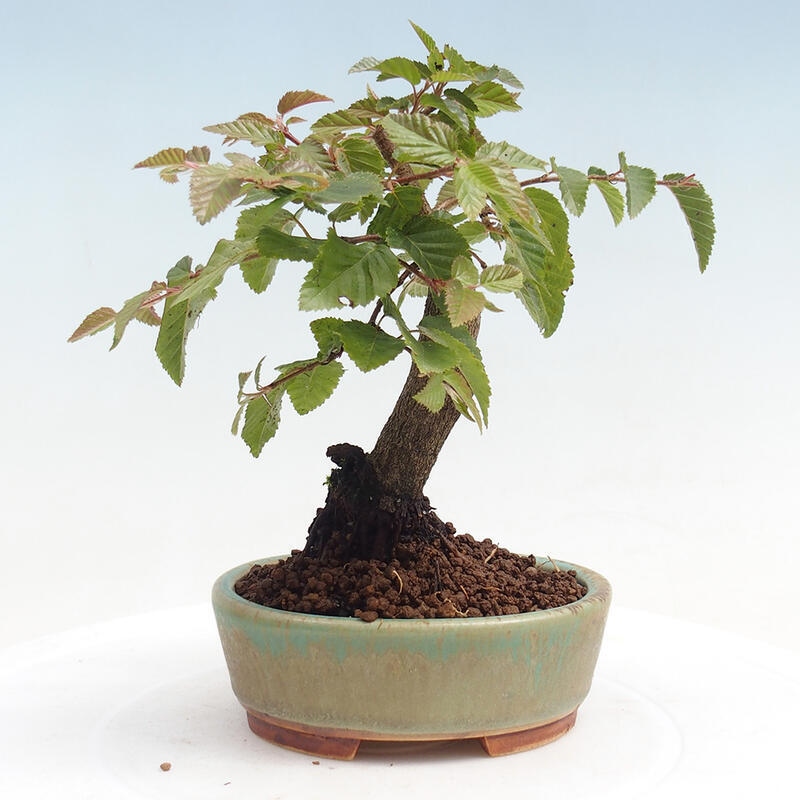 Bonsai da esterno -Carpinus CARPINOIDES - Carpino coreano