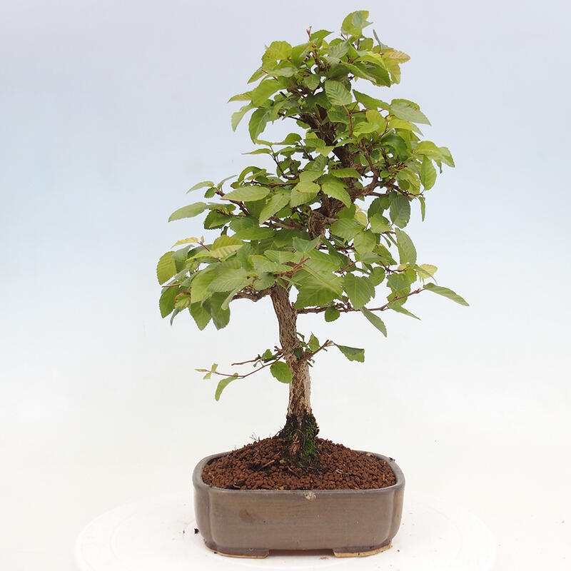 Bonsai da esterno -Carpinus CARPINOIDES - Carpino coreano