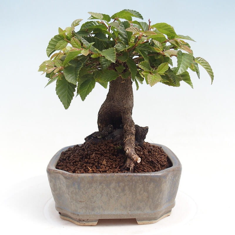 Bonsai da esterno -Carpinus CARPINOIDES - Carpino coreano