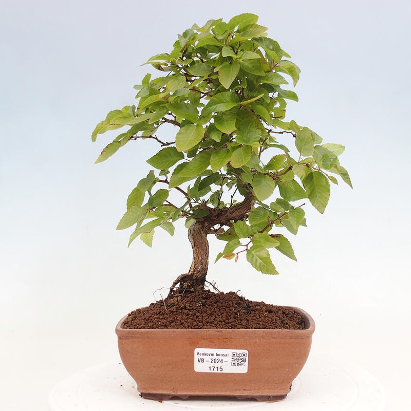 Bonsai da esterno -Carpinus CARPINOIDES - Carpino coreano