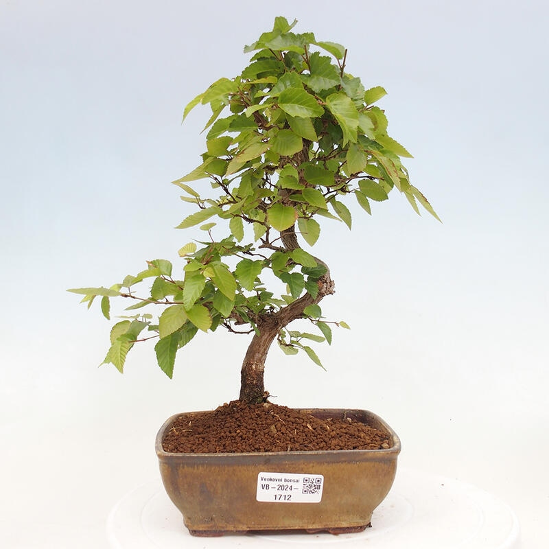 Bonsai da esterno -Carpinus CARPINOIDES - Carpino coreano