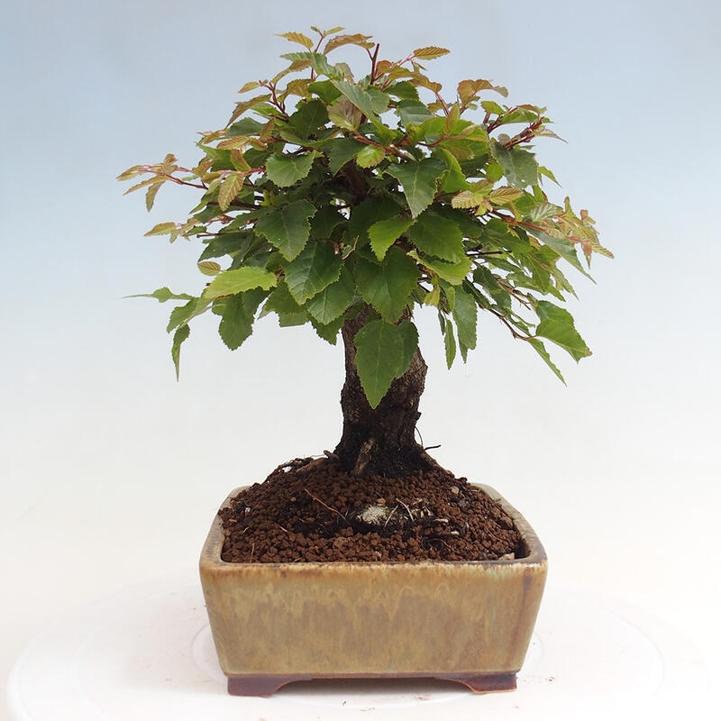 Bonsai da esterno -Carpinus CARPINOIDES - Carpino coreano
