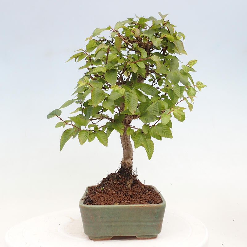 Bonsai da esterno -Carpinus CARPINOIDES - Carpino coreano
