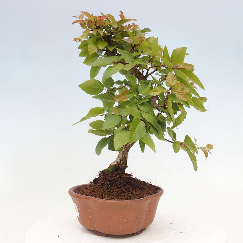 Bonsai da esterno -Carpinus CARPINOIDES - Carpino coreano
