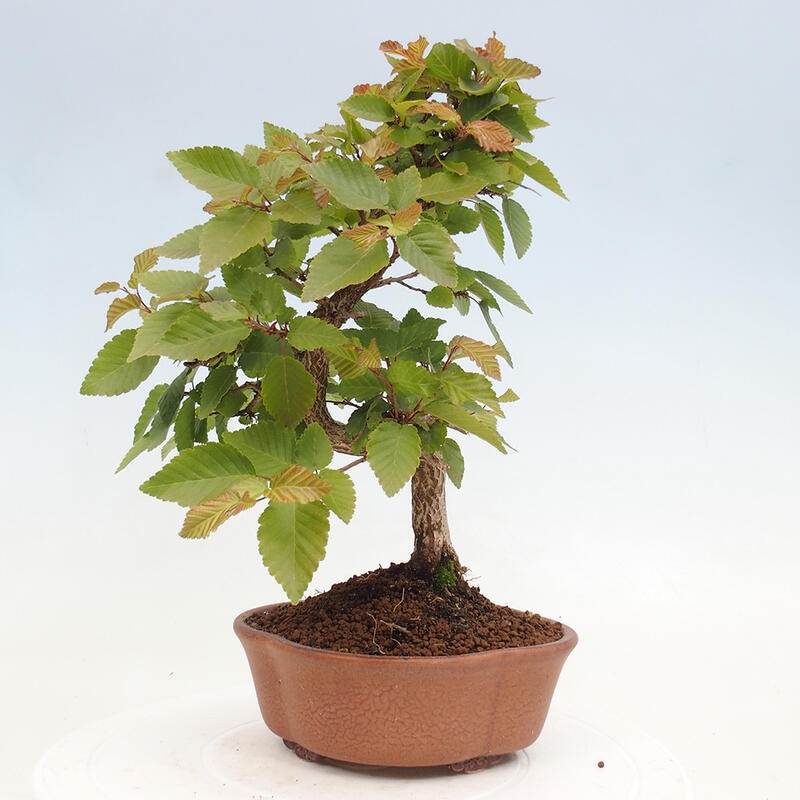 Bonsai da esterno -Carpinus CARPINOIDES - Carpino coreano