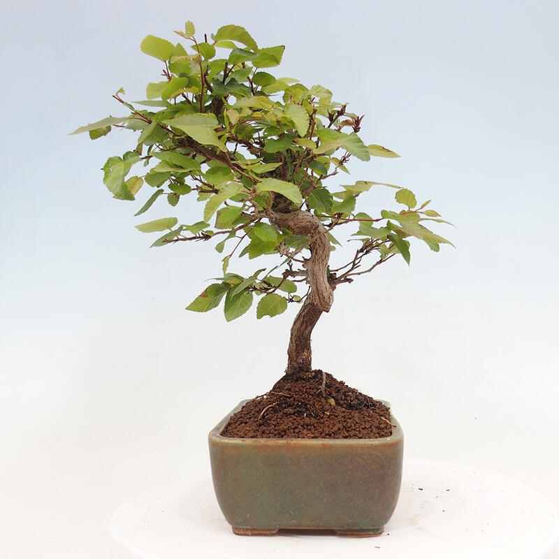 Bonsai da esterno -Carpinus CARPINOIDES - Carpino coreano