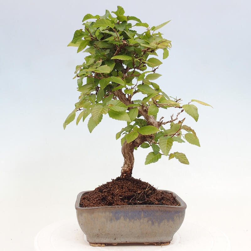 Bonsai da esterno -Carpinus CARPINOIDES - Carpino coreano