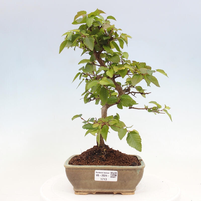 Bonsai da esterno -Carpinus CARPINOIDES - Carpino coreano
