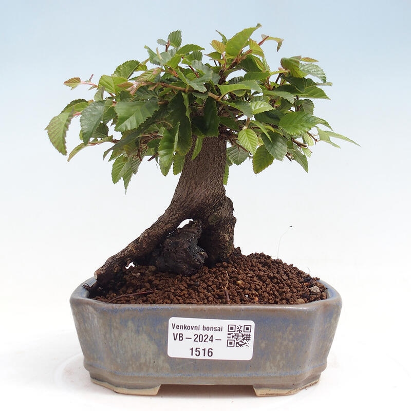 Bonsai da esterno -Carpinus CARPINOIDES - Carpino coreano