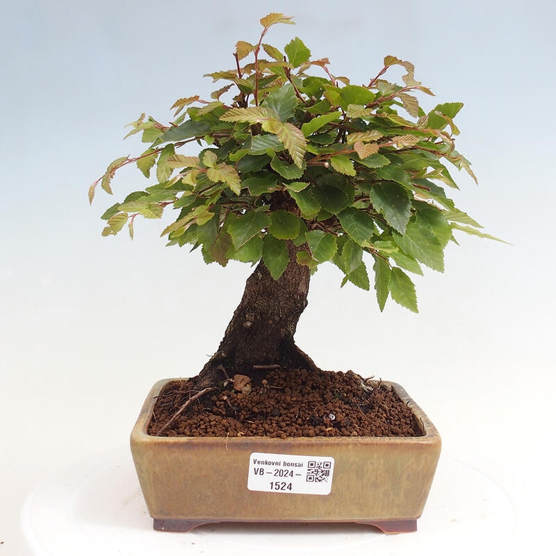 Bonsai da esterno -Carpinus CARPINOIDES - Carpino coreano