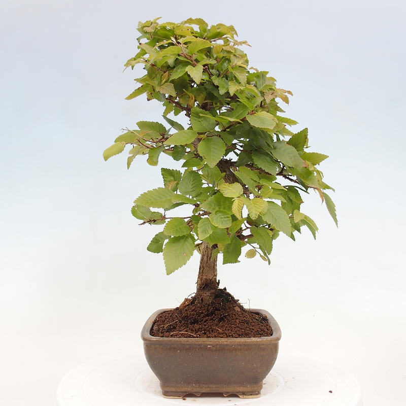 Bonsai da esterno -Carpinus CARPINOIDES - Carpino coreano