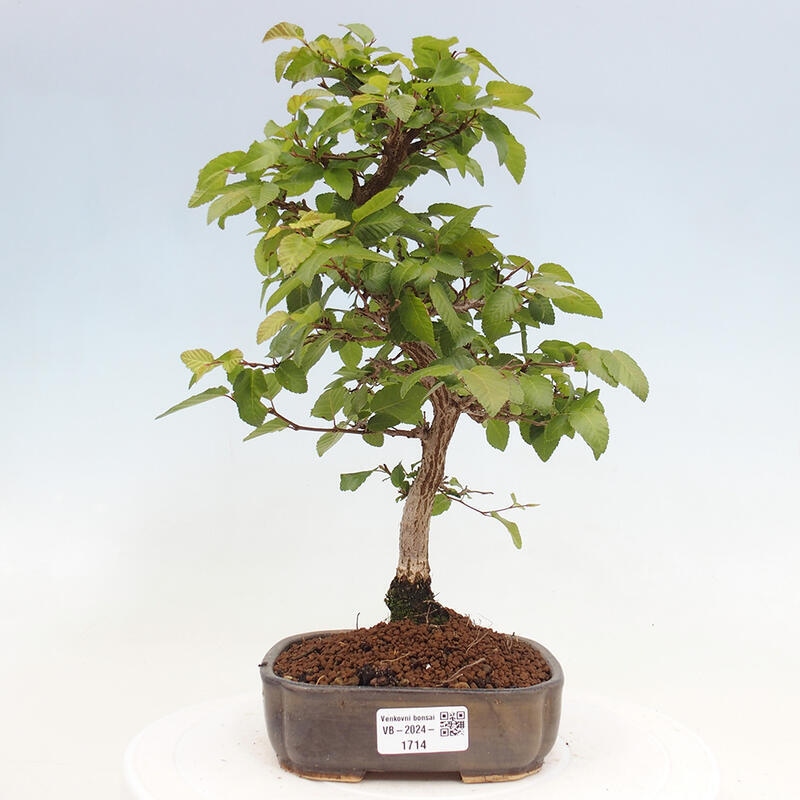 Bonsai da esterno -Carpinus CARPINOIDES - Carpino coreano