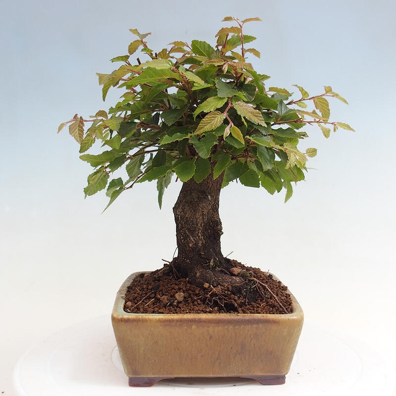Bonsai da esterno -Carpinus CARPINOIDES - Carpino coreano