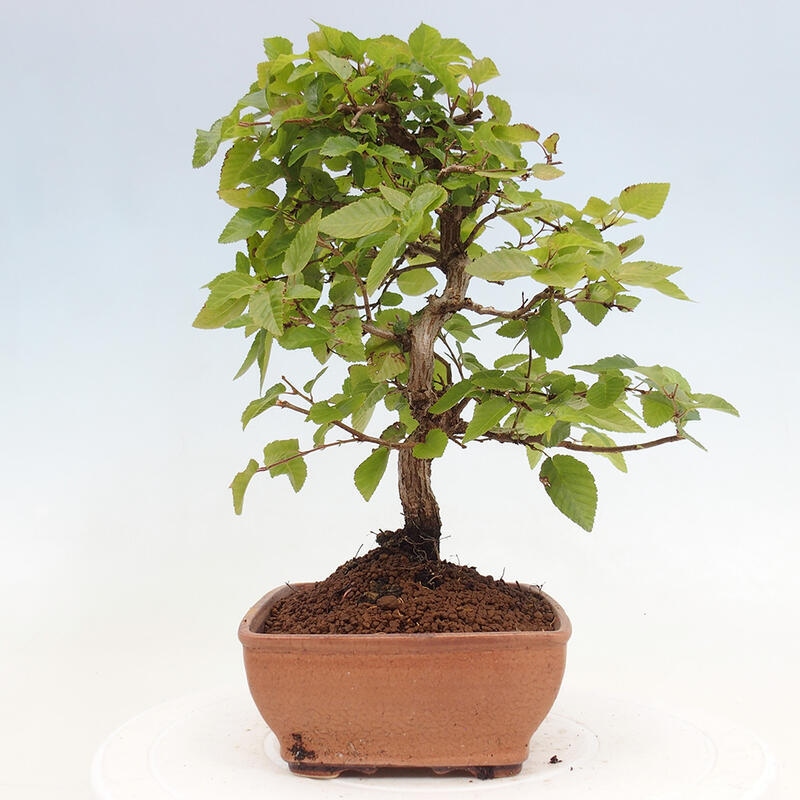 Bonsai da esterno -Carpinus CARPINOIDES - Carpino coreano