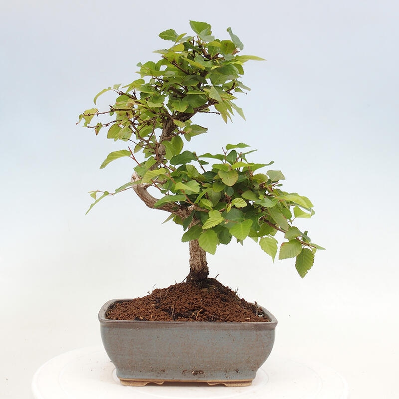 Bonsai da esterno -Carpinus CARPINOIDES - Carpino coreano