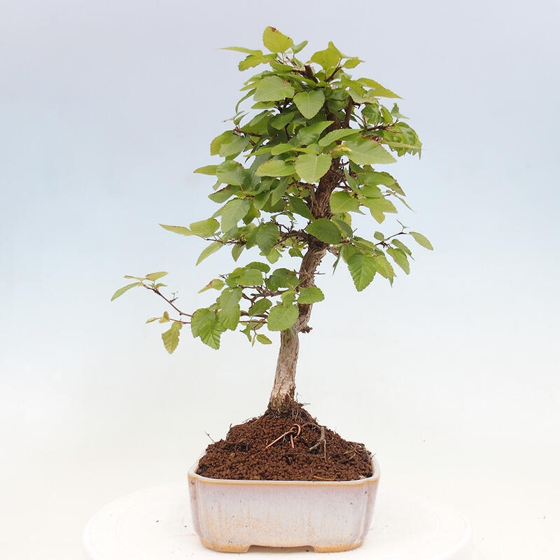 Bonsai da esterno -Carpinus CARPINOIDES - Carpino coreano