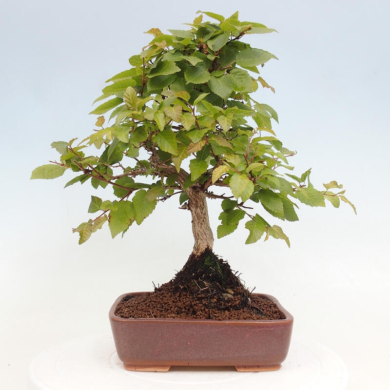 Bonsai da esterno -Carpinus CARPINOIDES - Carpino coreano