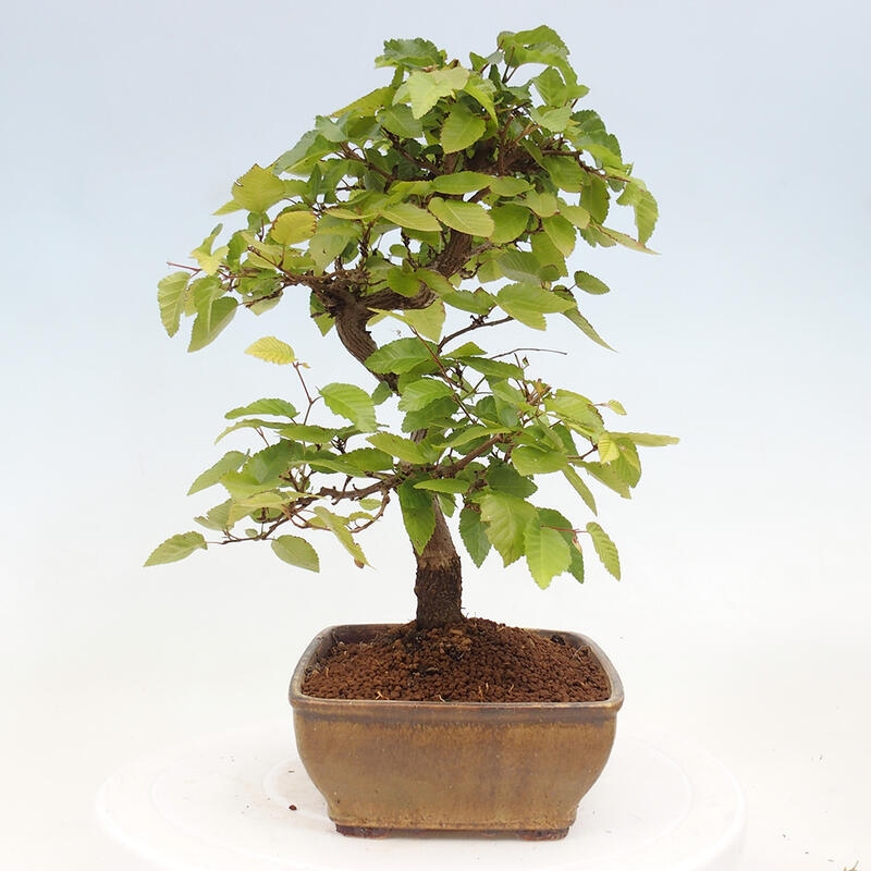 Bonsai da esterno -Carpinus CARPINOIDES - Carpino coreano