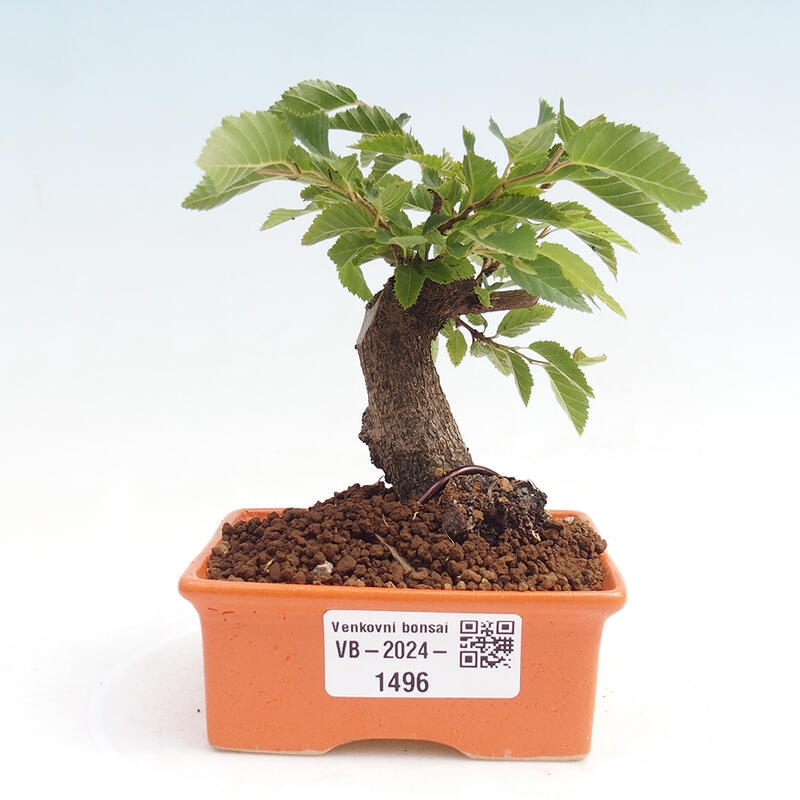 Bonsai da esterno -Carpinus CARPINOIDES - Carpino coreano