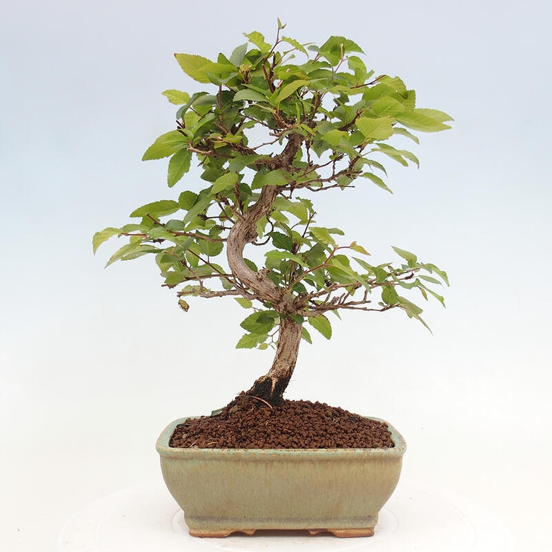 Bonsai da esterno -Carpinus CARPINOIDES - Carpino coreano