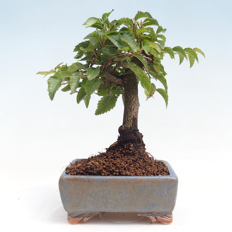 Bonsai da esterno -Carpinus CARPINOIDES - Carpino coreano
