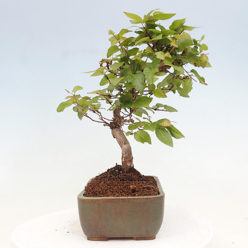 Bonsai da esterno -Carpinus CARPINOIDES - Carpino coreano