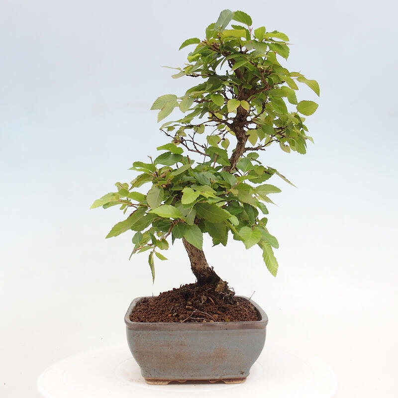Bonsai da esterno -Carpinus CARPINOIDES - Carpino coreano