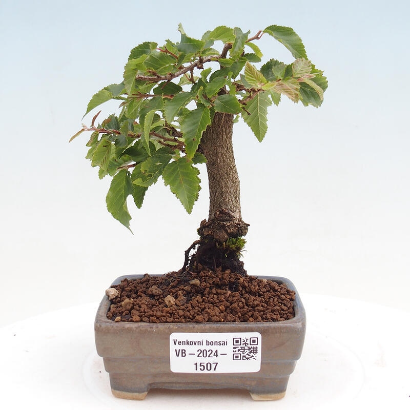 Bonsai da esterno -Carpinus CARPINOIDES - Carpino coreano