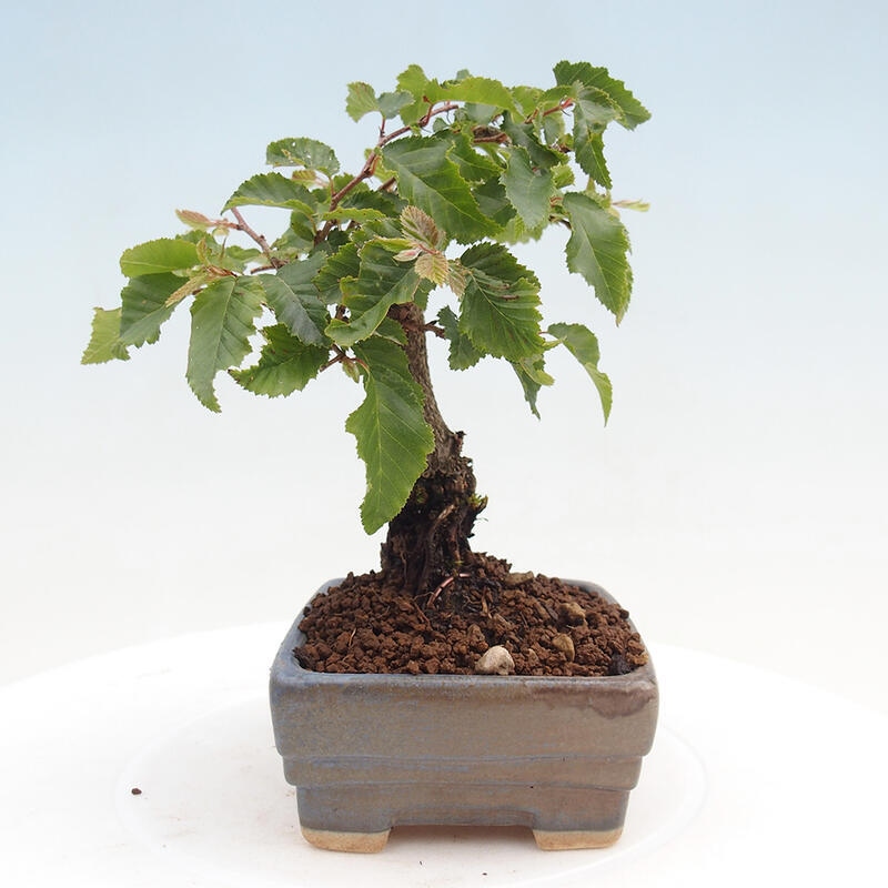 Bonsai da esterno -Carpinus CARPINOIDES - Carpino coreano