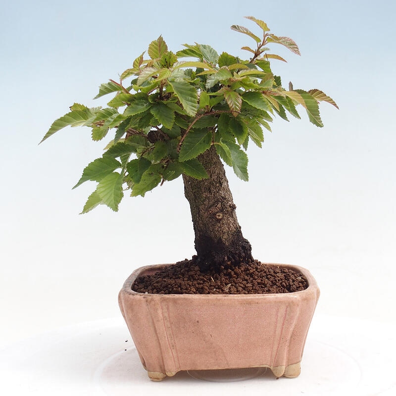 Bonsai da esterno -Carpinus CARPINOIDES - Carpino coreano