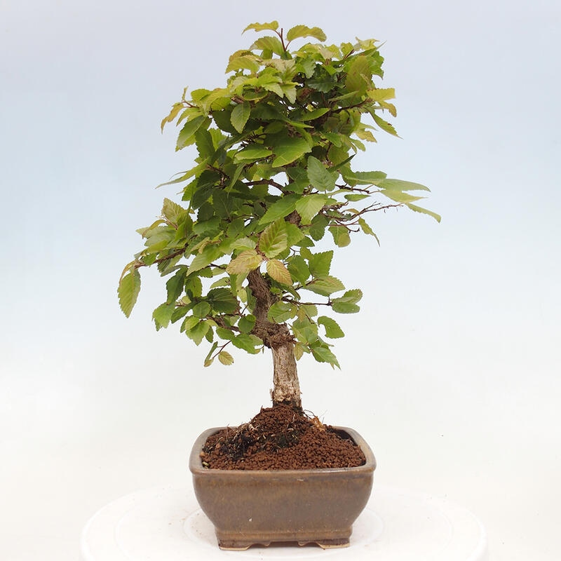 Bonsai da esterno -Carpinus CARPINOIDES - Carpino coreano